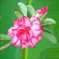 Desert Rose Adenium 2 Types Available 2 PCS Seeds