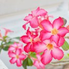 Desert Rose 120 PCS Seeds