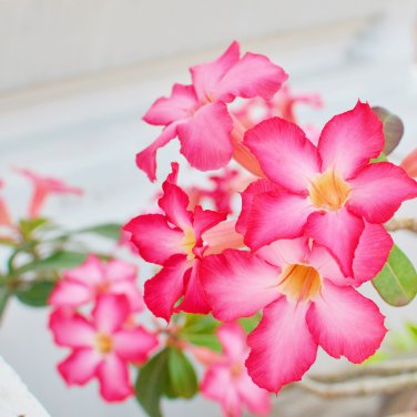 Desert Rose 120 PCS Seeds