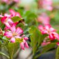 Desert Rose 120 PCS Seeds