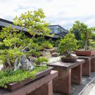 Dawn Redwood Bonsai Tree Grove Metasequoia Glyptostroboides 50 PCS Seeds