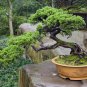 Dawn Redwood Bonsai Tree Grove Metasequoia Glyptostroboides 50 PCS Seeds