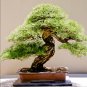 Dawn Redwood Bonsai Tree Grove Metasequoia Glyptostroboides 50 PCS Seeds