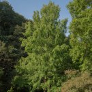 Dawn Redwood Bonsai Tree Grove Metasequoia Glyptostroboides 100 PCS Seeds