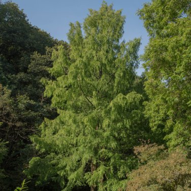 Dawn Redwood Bonsai Tree Grove Metasequoia Glyptostroboides 100 PCS Seeds