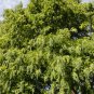Dawn Redwood Bonsai Tree Grove Metasequoia Glyptostroboides 100 PCS Seeds