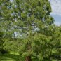 Dawn Redwood Bonsai Tree Grove Metasequoia Glyptostroboides 100 PCS Seeds