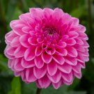 Dahlia Flower Plants Jardin Charming 200 PCS Seeds Dahlia Flower Plants Jardin Charming 200 PCS Seeds