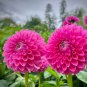 Dahlia Flower Plants Jardin Charming 200 PCS Seeds