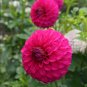 Dahlia Flower Plants Jardin Charming 200 PCS Seeds