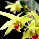 Dendrobe (Flower Powder) Dendrobium Orchid Flowers Herba Dendrobii 1 PCS Seeds