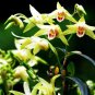 Dendrobe (Flower Powder) Dendrobium Orchid Flowers Herba Dendrobii 1 PCS Seeds