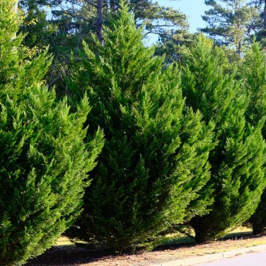 Cypress Trees Perennial Courtyard Conifer Bonsais Plantas Natural 50 PCS Seeds