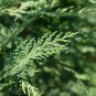 Cypress Trees Perennial Courtyard Conifer Bonsais Plantas Natural 50 PCS Seeds