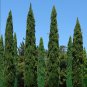Cypress Trees Perennial Courtyard Conifer Bonsais Plantas Natural 50 PCS Seeds
