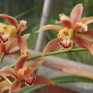 Cymbidium Floribundum Orchid Redish Brown Flowers 100 PCS Seeds