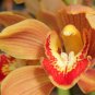 Cymbidium Floribundum Orchid Redish Brown Flowers 100 PCS Seeds