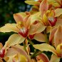 Cymbidium Floribundum Orchid Redish Brown Flowers 100 PCS Seeds