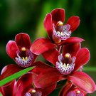 Cymbidium Floribundum Orchid Purplish Red Flowers 100 PCS Seeds