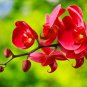 Cymbidium Floribundum Orchid Purplish Red Flowers 100 PCS Seeds