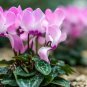 Cyclamen Flower White Red Damask Flowers with Red Edge 50 PCS Seeds