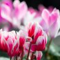 Cyclamen Flower White Red Damask Flowers with Red Edge 50 PCS Seeds