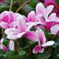 Cyclamen Flower White Red Damask Flowers with Red Edge 50 PCS Seeds