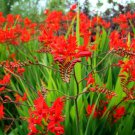 Crocosmia aurea 100 PCS Seeds