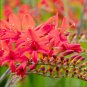 Crocosmia aurea 100 PCS Seeds