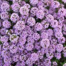 Creeping Thyme Bonsai Flower Plant Rock CRESS Ground Cover Plants 200 PCS Seeds Creeping Thyme Bonsai Flower Plant Rock CRESS Ground Cover Plants 200 PCS Seeds