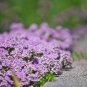Creeping Thyme Bonsai Flower Plant Rock CRESS Ground Cover Plants 200 PCS Seeds