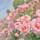 Creepers Flowers Rosa Polyantha Rose Chinese Flower Climbing Roses 100 PCS Seeds Creepers Flowers Rosa Polyantha Rose Chinese Flower Climbing Roses 100 PCS Seeds