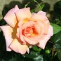 Creepers Flowers Rosa Polyantha Rose Chinese Flower Climbing Roses 100 PCS Seeds
