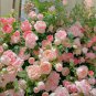 Creepers Flowers Rosa Polyantha Rose Chinese Flower Climbing Roses 100 PCS Seeds