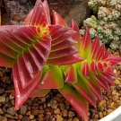 Crassula Capitella Thyrsiflora Red Pagoda Succulent Cactus 10 PCS Seeds Crassula Capitella Thyrsiflora Red Pagoda Succulent Cactus 10 PCS Seeds