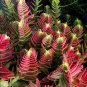 Crassula Capitella Thyrsiflora Red Pagoda Succulent Cactus 10 PCS Seeds