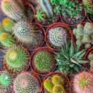 Coryphantha Mix Semi Cactus Sementi Succulent Plants 10 PCS Seeds