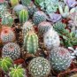 Coryphantha Mix Semi Cactus Sementi Succulent Plants 10 PCS Seeds