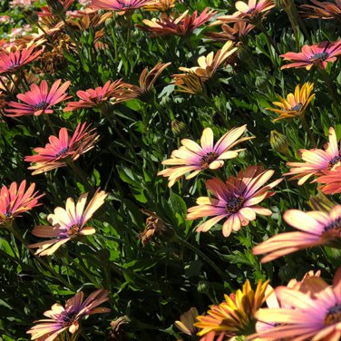 Colorful Osteospermum Mixed 8 Colors 100 PCS Seeds