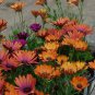 Colorful Osteospermum Mixed 8 Colors 100 PCS Seeds