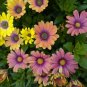 Colorful Osteospermum Mixed 8 Colors 100 PCS Seeds