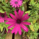 Colorful Osteospermum Bonsai 100 PCS Seeds