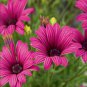 Colorful Osteospermum Bonsai 100 PCS Seeds