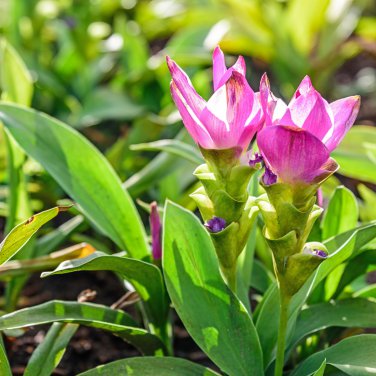 Colorful New Arrival Curcuma Bonsai Flower Plants Rarest Fresh 200 PCS Seeds