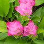 Colorful New Arrival Curcuma Bonsai Flower Plants Rarest Fresh 200 PCS Seeds