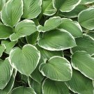 Colorful Hosta Flores Bonsai 200 PCS Seeds
