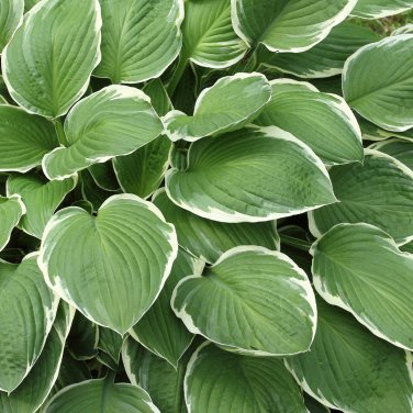 Colorful Hosta Flores Bonsai 200 PCS Seeds