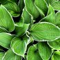 Colorful Hosta Flores Bonsai 200 PCS Seeds