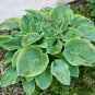 Colorful Hosta Flores Bonsai 200 PCS Seeds