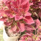 Coleus Blumei Red Velvet Color 100 PCS Seeds Coleus Blumei Red Velvet Color 100 PCS Seeds